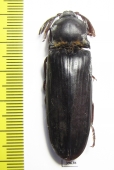 Elateridae sp.  South Africa Rep.  50mm - INSECTS-STORE.RU