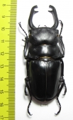 Odontolabis stevensi  Indonesia, Sulawesi  79mm - INSECTS-STORE.RU