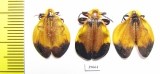 Lycidae sp.  South Africa Rep. - INSECTS-STORE.RU