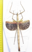 Anchiale buruense  Indonesia, Buru isl. 171mm - INSECTS-STORE.RU