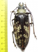 Tithoes maculatus, female  Tanzania 80mm - INSECTS-STORE.RU