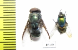 Diptera sp.  South Africa Rep. - INSECTS-STORE.RU