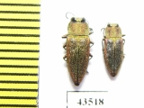 Anthaxia senicula, pair  Kazakhstan - INSECTS-STORE.RU