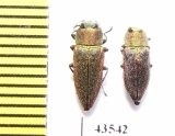 Anthaxia senicula, pair  Kazakhstan - INSECTS-STORE.RU