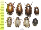 Rutelinae sp.  Mali - INSECTS-STORE.RU