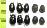 Melolonthinae sp.  Mali - INSECTS-STORE.RU