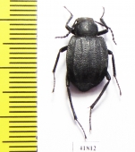 Allotadzhikistania comata  Tajikistan - INSECTS-STORE.RU