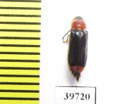 Cleridae sp.  South Africa Rep. - INSECTS-STORE.RU