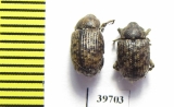 Curculionidae sp.  South Africa Rep. - INSECTS-STORE.RU