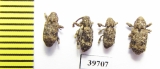 Curculionidae sp.  South Africa Rep. - INSECTS-STORE.RU