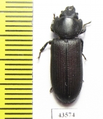 Trogossitidae sp.  South Africa Rep. - INSECTS-STORE.RU