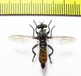 Asilidae, Choerades gilva  Russia, Tver reg. - INSECTS-STORE.RU