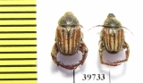 Hopliini sp.  South Africa Rep. - INSECTS-STORE.RU