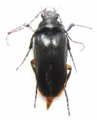 Eucnemidae, Cebrionidae - INSECTS-STORE.RU