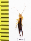 Dermaptera sp.  South Africa Rep. - INSECTS-STORE.RU