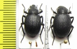 Lasiostola zarjanovi, pair  Kazakhstan - INSECTS-STORE.RU