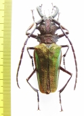 Psalidognathus sp., male  Peru 59mm - INSECTS-STORE.RU