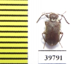 Tenebrionidae sp.  South Africa Rep. - INSECTS-STORE.RU