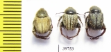 Hopliini sp.  South Africa Rep. - INSECTS-STORE.RU