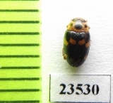 Erotylidae sp.  Peru - INSECTS-STORE.RU