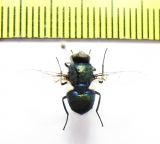 Diptera sp.  South Africa Rep. - INSECTS-STORE.RU
