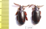 Paussinae sp.  South Africa Rep. - INSECTS-STORE.RU