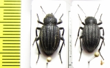 Lasiostola pubescens, pair  Kazakhstan - INSECTS-STORE.RU