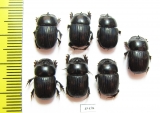 Scarabaeinae sp.  Peru - INSECTS-STORE.RU