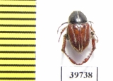 Hopliini sp.  South Africa Rep. - INSECTS-STORE.RU