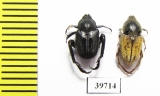 Hopliini sp., pair  South Africa Rep. - INSECTS-STORE.RU