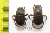 Eurysternus sp.  Peru - INSECTS-STORE.RU