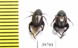 Hopliini sp.  South Africa Rep. - INSECTS-STORE.RU