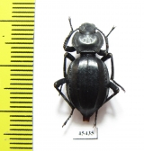 Akis trilineata barbara  Tunis - INSECTS-STORE.RU