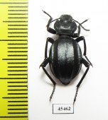 Akis trilineata barbara  Tunis - INSECTS-STORE.RU