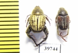 Hopliini sp., pair  South Africa Rep. - INSECTS-STORE.RU