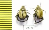 Hopliini sp.  South Africa Rep. - INSECTS-STORE.RU