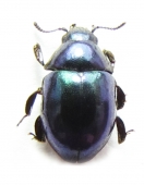 Byrrhidae, Elmidae, Dryopidae - INSECTS-STORE.RU