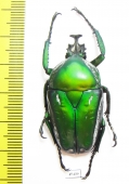 Dicronorrhina derbyana Zambia - INSECTS-STORE.RU
