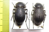 Lasiostola mollis, pair  Uzbekistan - INSECTS-STORE.RU