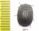 Tenebrionidae sp.  Australia - INSECTS-STORE.RU