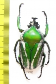 Dicronorrhina derbyana Zambia - INSECTS-STORE.RU