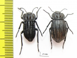 Alphasida lopezi, pair  Spain - INSECTS-STORE.RU