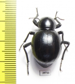 Tenebrionidae sp.  South Africa Rep. - INSECTS-STORE.RU