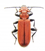 Cucujidae, Silvanidae - INSECTS-STORE.RU
