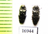 Coraebus sp.  Laos - INSECTS-STORE.RU