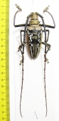 Batocera wallacei  Papua New Guinea  67mm  - INSECTS-STORE.RU