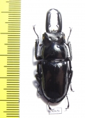 Pseudorhaetulus sinicus concolor  Taiwan - INSECTS-STORE.RU