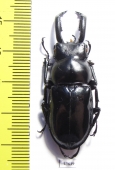 Pseudorhaetulus sinicus concolor  Taiwan - INSECTS-STORE.RU