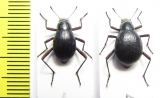 Cauricara brunnipes, pair  Namibia - INSECTS-STORE.RU