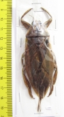 Lethocerus indicus  Indonesia, Java - INSECTS-STORE.RU